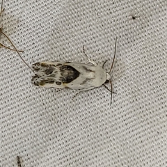Ponometia candefacta