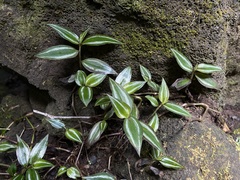 Tradescantia zebrina