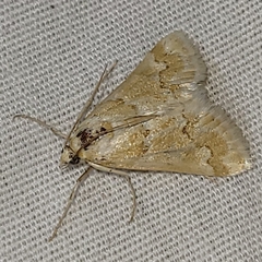 Pseudoschinia elautalis