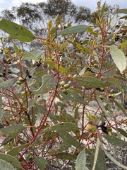Eucalyptus incrassata