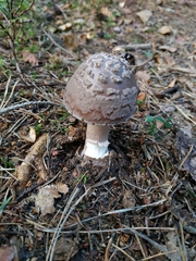 Amanita excelsa