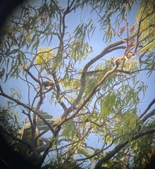 Trichoglossus moluccanus moluccanus