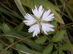Stellaria radians