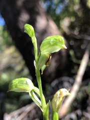Pterostylis lineata