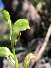 Pterostylis lineata