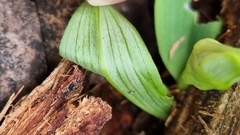 Chiloglottis valida