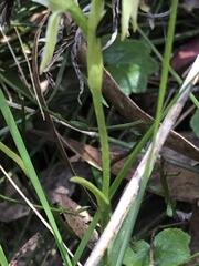 Pterostylis lineata