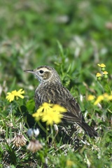 Anthus australis