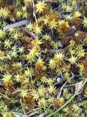 Pseudocrossidium crinitum