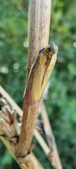 Oncocera semirubella
