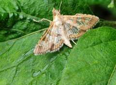 Sameodes cancellalis