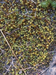 Pseudocrossidium crinitum