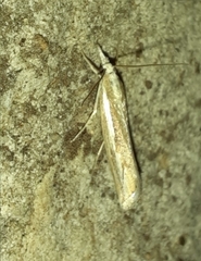 Agriphila trabeatellus