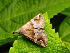 Hypena laceratalis