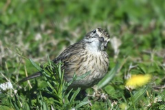 Anthus australis