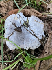 Reticularia lycoperdon