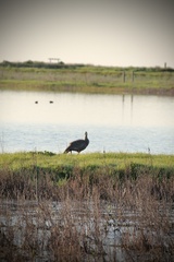 Cereopsis novaehollandiae