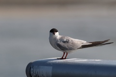 Sterna hirundo hirundo