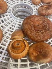 Lactarius deliciosus