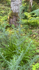 Ulex europaeus