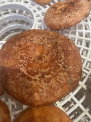 Lactarius deliciosus