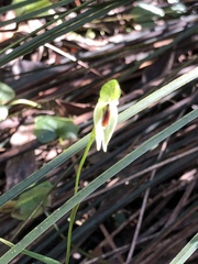 Pterostylis chocolatina