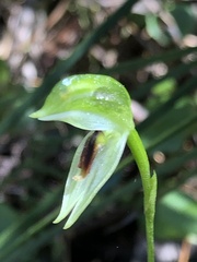 Pterostylis chocolatina