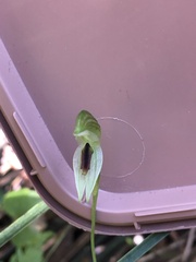 Pterostylis chocolatina