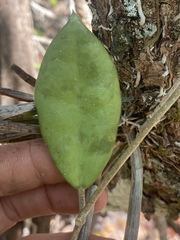 Hoya australis