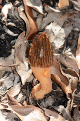 Morchella eximia