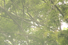 Attila spadiceus