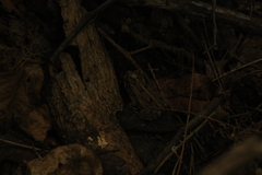 Incilius marmoreus