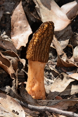 Morchella eximia