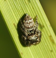Salticidae