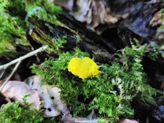 Fuligo septica