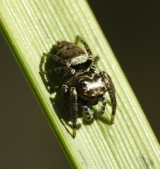 Salticidae