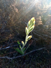 Babiana patula