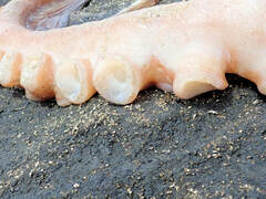 Macroctopus maorum
