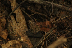 Incilius marmoreus