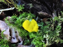 Fuligo septica