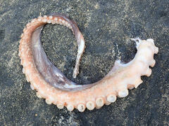 Macroctopus maorum