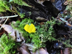 Fuligo septica