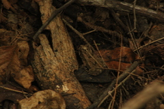 Incilius marmoreus