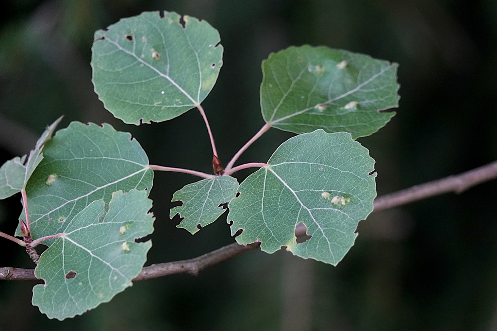 Poplar gall mite