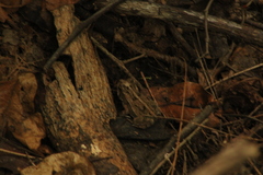 Incilius marmoreus