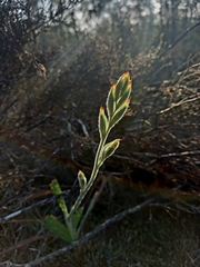 Babiana patula