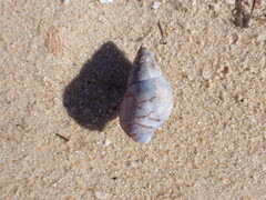 Phasianella australis