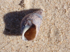 Phasianella australis