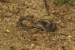 Salvadora lemniscata