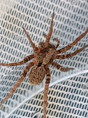 Alopecosa albofasciata